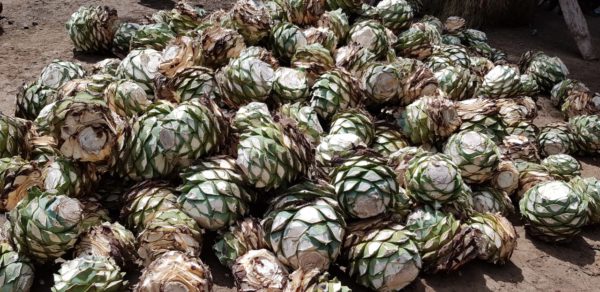 Mezcal Joven Espadín Artesanal - Image 3